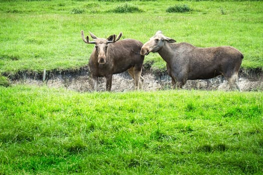 two moose in the moat on a green meadow in Scandinavia eating. King of the forests in Sweden. Largest mammal in Europe. Animal photo