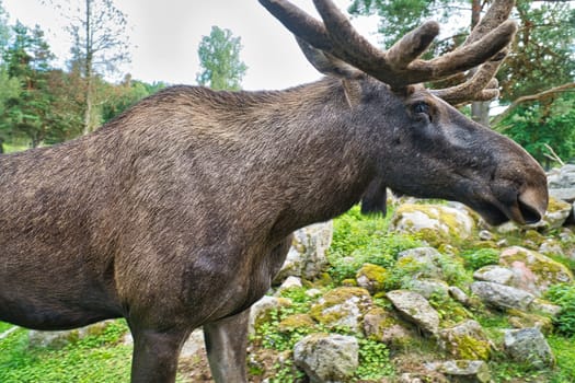Moose with antlers in Scandinavia. King of the forests in Sweden. Largest mammal in Europe. Animal photo