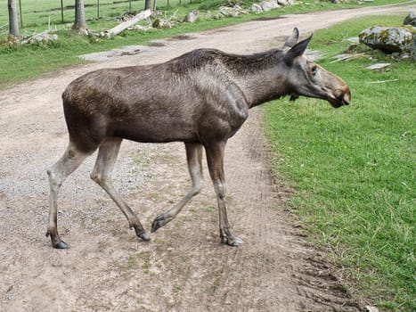 Moose on a path in Scandinavia. King of the forests in Sweden. Largest mammal in Europe. Animal photo