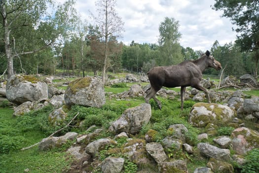 Moose in Scandinavia in the forest between trees and stones. King of the forests in Sweden. Largest mammal in Europe. Animal photo