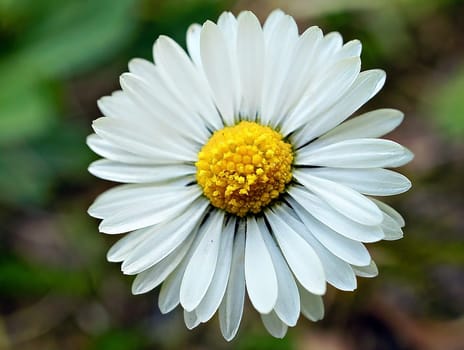 Daisy with a lot of bokeh on a meadow. Focus on the pollen of the flowers. Delicate colors in nature