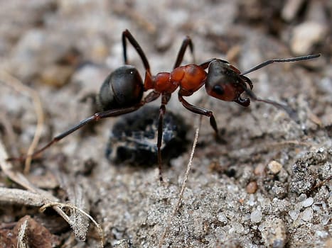 Ant collecting food in macro shot. The small industrious insects are very nimble. Animal photo from nature
