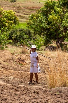 Andringitra Mountain, Madagascar - November 17, 2022: A female farmer in white clothes works in a field in the shadow of the Andringitra Mountains.