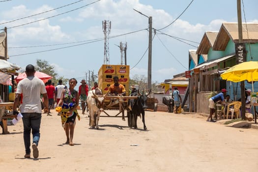 Belo Sur Tsiribihina, Madagascar - NOVEMBER 4 2022: A zebu cart carries Malagasy beer on a dusty road on a hot day. The zebu is widely used as a draft animal in Madagascar.