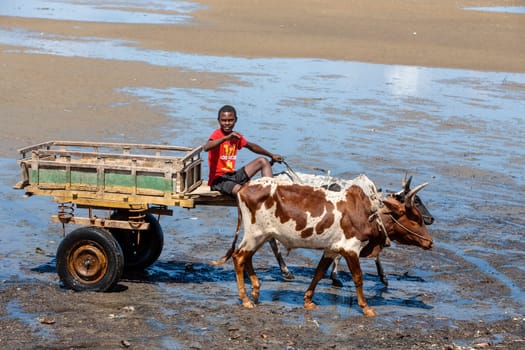 Toliara, Madagascar - November 21. 2022: Traditional zebu carriage in Toliara port at low tide. The zebu is widely used as a draft animal in Madagascar.