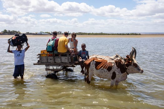 Toliara, Madagascar - November 21. 2022: Traditional zebu carriage in Toliara port at low tide. The zebu is widely used as a draft animal in Madagascar.