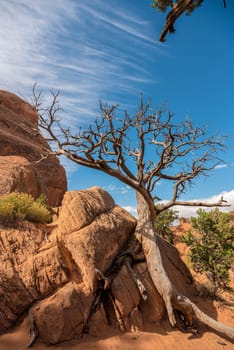 A beautiful old dry tree in the Arches National Park, USA