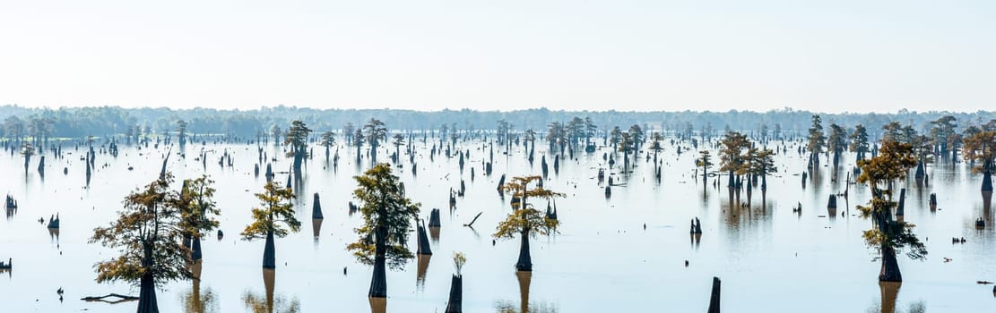 Panoramic view of the Bayou in Louisiana, USA