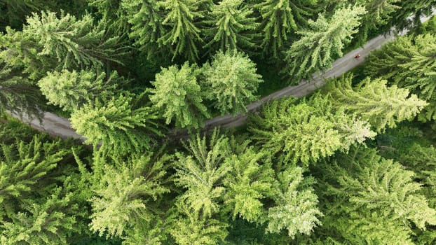 Drone shot of green forest with path and woman in Bavaria