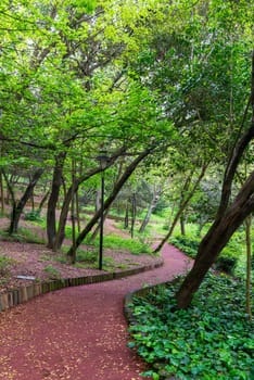 A winding path leads through a lush green forest with lush tall imposing trees on either side with sun light shining through the trees