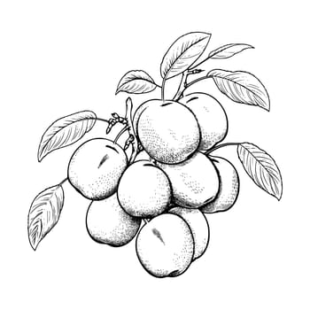Apricot Coloring Page For Kids