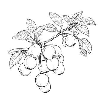 Apricot Coloring Page For Kids