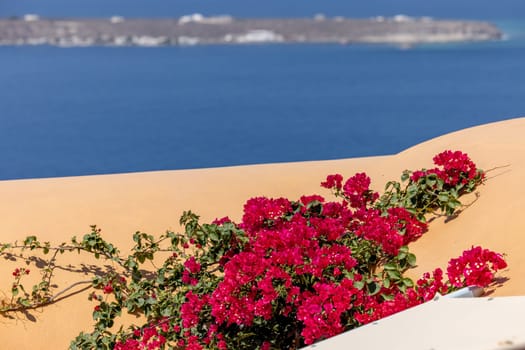 Red bougainvillea climbing on the wall of  house in  Oia on Santorini island, Cyclades, Greece