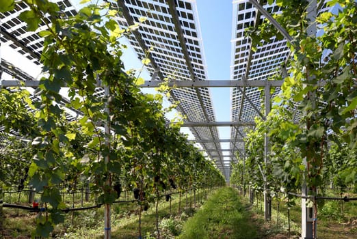 Translucent photovoltaic modules for roofing as hail and rain protection for healthy plants and power supply.