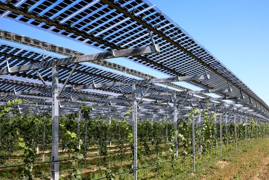Translucent photovoltaic modules for roofing as hail and rain protection for healthy plants and power supply.