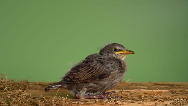 Side view of cute nestling of grey bird common starling Sturnus vulgaris sitting on wooden table among dry twigs straw on green background. Springtime, homecoming, birdwatching, ornithology. Isolated.