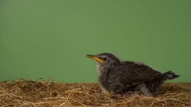 Side view of nestling of grey bird common starling Sturnus vulgaris with yellow beak sitting on wooden table among dry twigs straw on green background. Springtime, homecoming, birdwatching. Isolated.