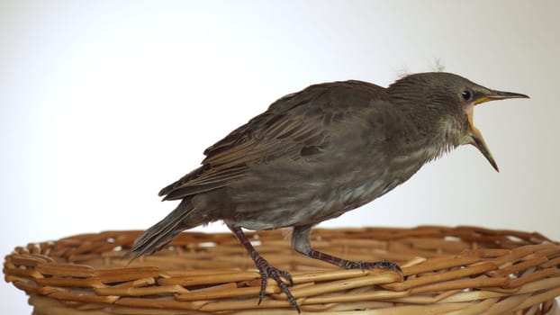 Side view of worried grey bird common starling Sturnus vulgaris sitting on edge of wooden wicker basket, opening beak on white background. Springtime, homecoming, birdwatching. Isolated, copy space.
