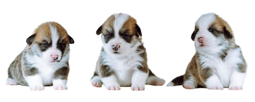 Portrait of group of three brown white two-month-old puppies of dog welsh pembroke corgi sitting on white background, posing. Pet love, pet care, breeding, veterinary clinic, advertisement. Isolated.