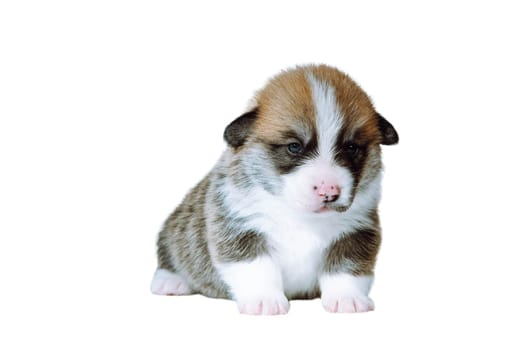 Portrait of serious plump brown white two-month-old puppy of dog welsh pembroke corgi sitting on white background, looking at camera. Pet love, pet care, veterinary clinic, advertisement. Isolated.