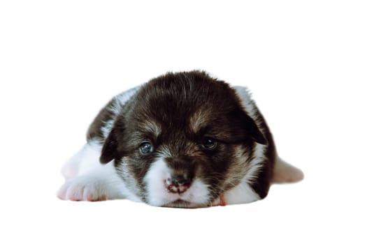 Close-up of wistful snout muzzle of brown white two-month-old puppy of dog welsh pembroke corgi lying on white background, looking at camera. Pet love, pet care, domestic animal, breeding. Isolated.