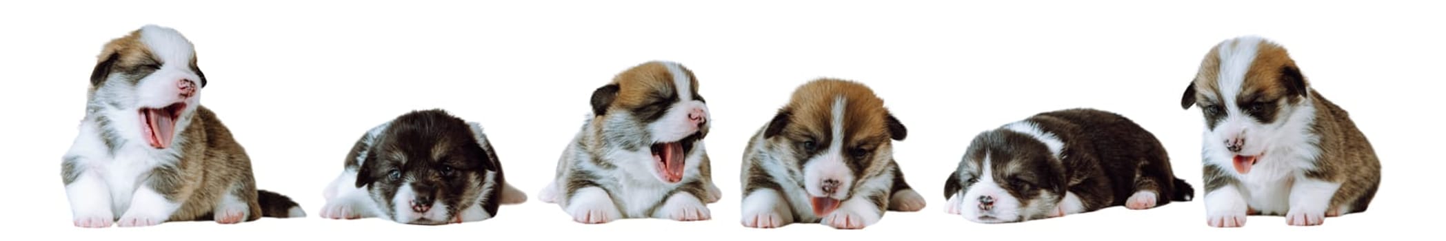 Portrait of group of six lovely two-month-old puppies of dog welsh pembroke corgi sitting, lying, yawning, posing on white background. Pet love, pet care, veterinary clinic, advertisement. Isolated.