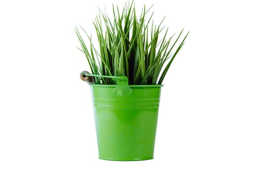 Close-up of fresh juicy high green grass growing in green metal bucket flowerpot with wooden handle on white background. Agriculture, decoration, nature, spring, gardening, environment. Isolated.