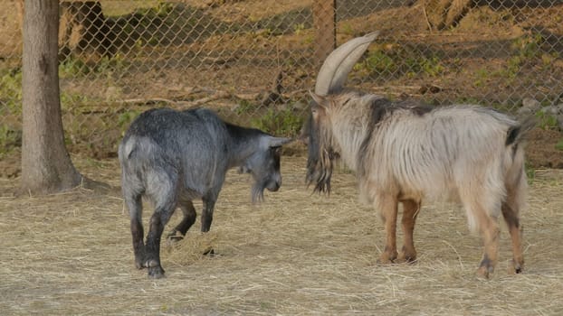 Enjoy this charming footage of two goat in an enclosure farm, grazing on straw. Witness the beauty of nature and the calmness of the countryside with this adorable animal and its furry big horns. This footage is perfect for any project needing a touch of nature and wildlife, especially for those related to dairy farms and agriculture.