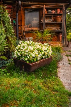 Flowers and plants in a pot with small path