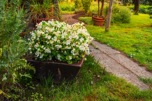 Flowers and plants in a pot with small path
