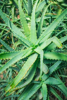 Aloe Vera plant in a garden. Aloe Vera is often used as an ingredient in cosmetics.