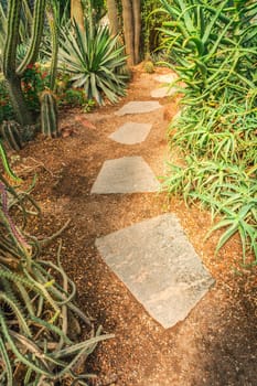 Cactus garden with stone path and aloe vera - cactus diversity, stone garden
