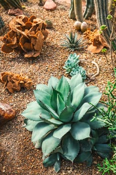 Cactus garden - cactus diversity, stone garden