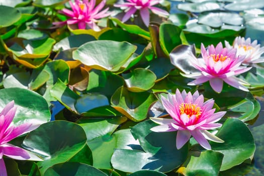 Pink lotus blossoms or water lily flowers blooming on pond