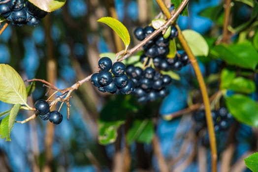 ripe Aronia berries on a tree in Germany
