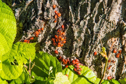 firebugs on a lime tree trunk in a closeup