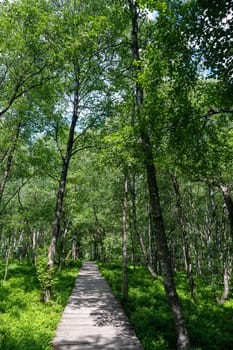 Wooden path in the Carpathian birch forest ( Betula carpatica ) in the red moor in the high Rhön, Hesse, Germany