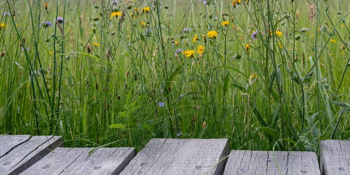 Wooden planks with green meadow and yellow flower