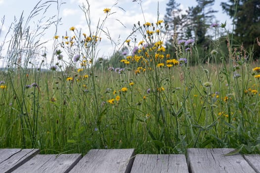 Wooden planks with green meadow and yellow flower