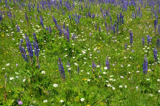 Green meadows with lots of purple lupins in the high Rhoen, Bavaria, Germany