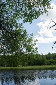 A lake in green nature with a tree in the foreground