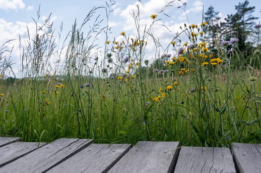 Wooden planks with green meadow and yellow flower