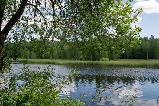 A Lake in green nature with a sharp tree in the foreground