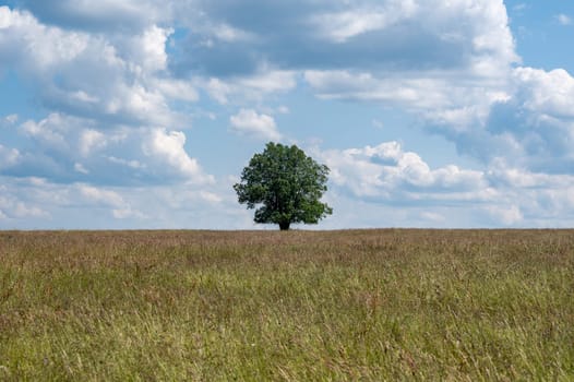 A tree in the middle of a field with blue sky and clouds