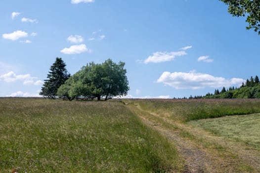 Green landscape with a dirt road, trees and blue sky