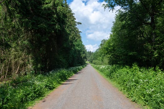 Dirt road among green trees with blue sky and white clouds