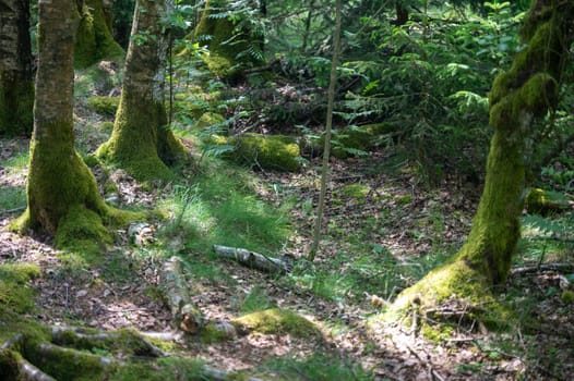 Trees in the forest overgrown with green moss