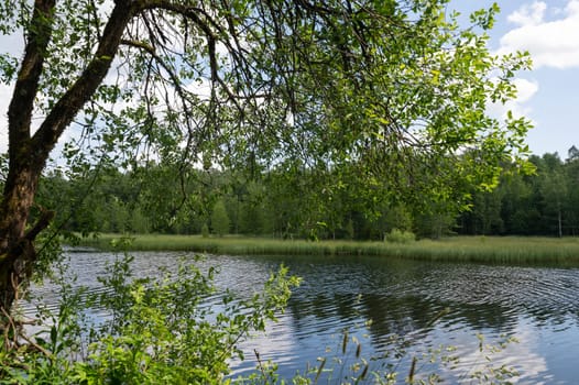 Lake in green nature with a blurred tree in the foreground