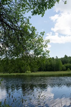 A lake in green nature with a tree in the foreground
