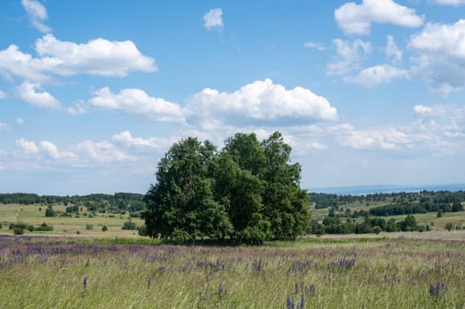 Landscape with green meadows and lupins in the high Rhoen, Bavaria, Germany